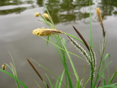 Carex