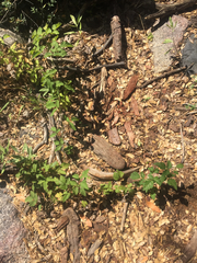 Rubus ursinus macropetalus