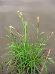 Carex