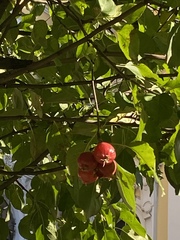 Malus prunifolia