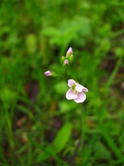 Cardamine pratensis