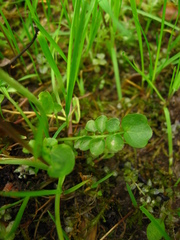 Cardamine pratensis
