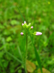 Cardamine pratensis