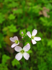 Cardamine pratensis