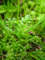 Cardamine pratensis