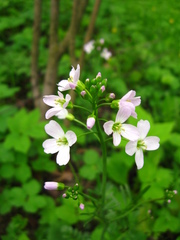 Cardamine pratensis