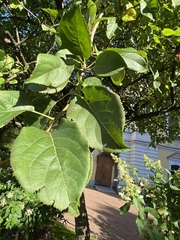 Malus prunifolia