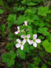 Cardamine pratensis