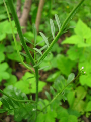 Cardamine pratensis