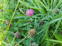 Trifolium pratense