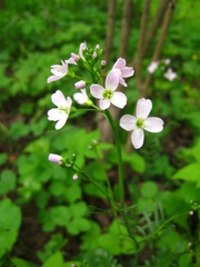 Cardamine pratensis