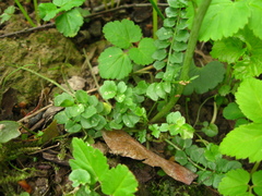Cardamine pratensis