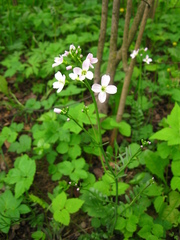 Cardamine pratensis