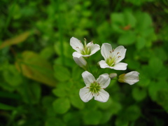 Cardamine amara