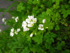 Cardamine amara