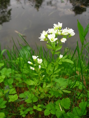 Cardamine amara
