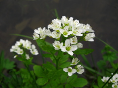 Cardamine amara