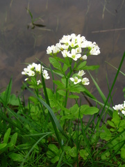 Cardamine amara