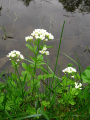 Cardamine amara