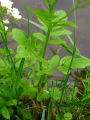 Cardamine amara
