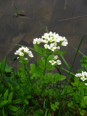 Cardamine amara
