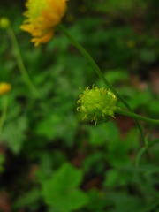 Ranunculus