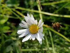 Bellis perennis