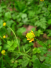 Ranunculus