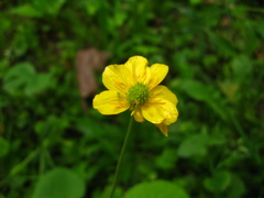 Ranunculus