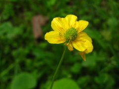 Ranunculus