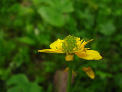 Ranunculus