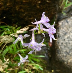 Delphinium glaucum