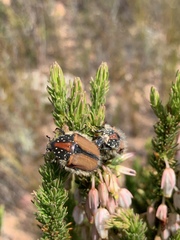 Trichostetha capensis hottentotta