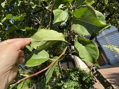 Malus prunifolia