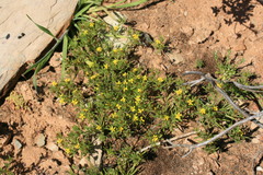 Rhynchopsidium sessiliflorum