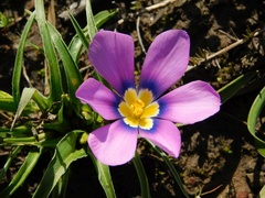 Moraea barnardiella