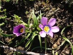 Moraea barnardiella