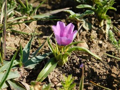 Moraea barnardiella