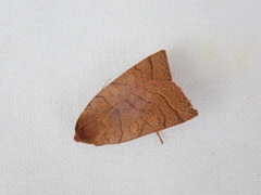 Epiglaea apiata