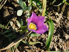 Moraea barnardiella