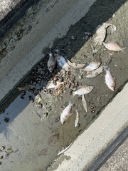 Barbonymus schwanefeldii