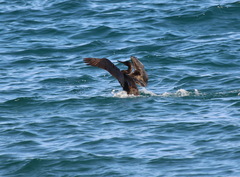 Phalacrocorax nigrogularis
