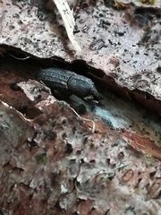 Mitoplinthus caliginosus