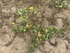 Grindelia stricta platyphylla