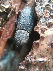 Mitoplinthus caliginosus