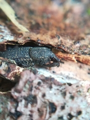 Mitoplinthus caliginosus