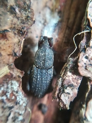 Mitoplinthus caliginosus