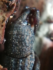 Mitoplinthus caliginosus