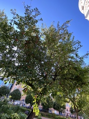 Malus