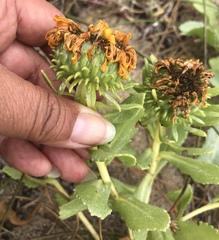Grindelia stricta platyphylla